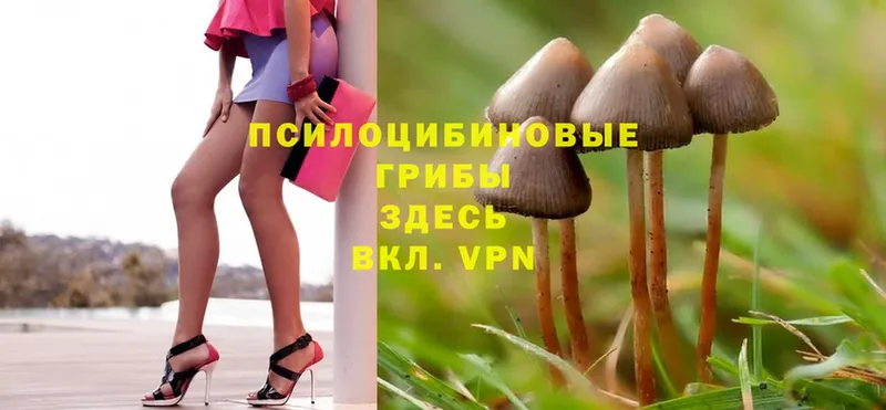 Псилоцибиновые грибы MAGIC MUSHROOMS  купить наркоту  Бугульма 